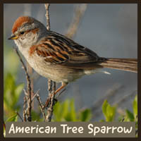 American Tree Sparrow